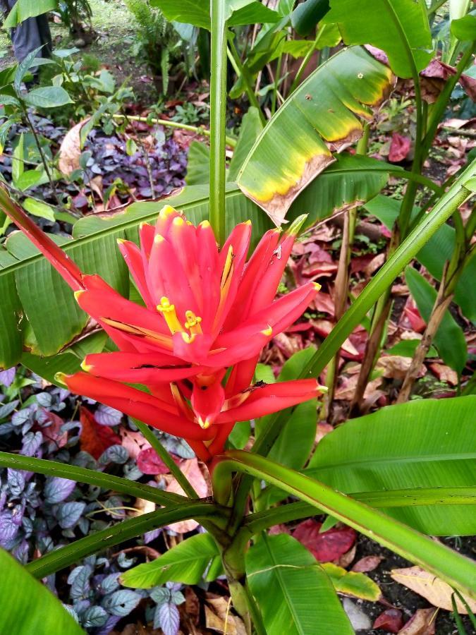Hotel La Diosa Cahuita Eksteriør bilde