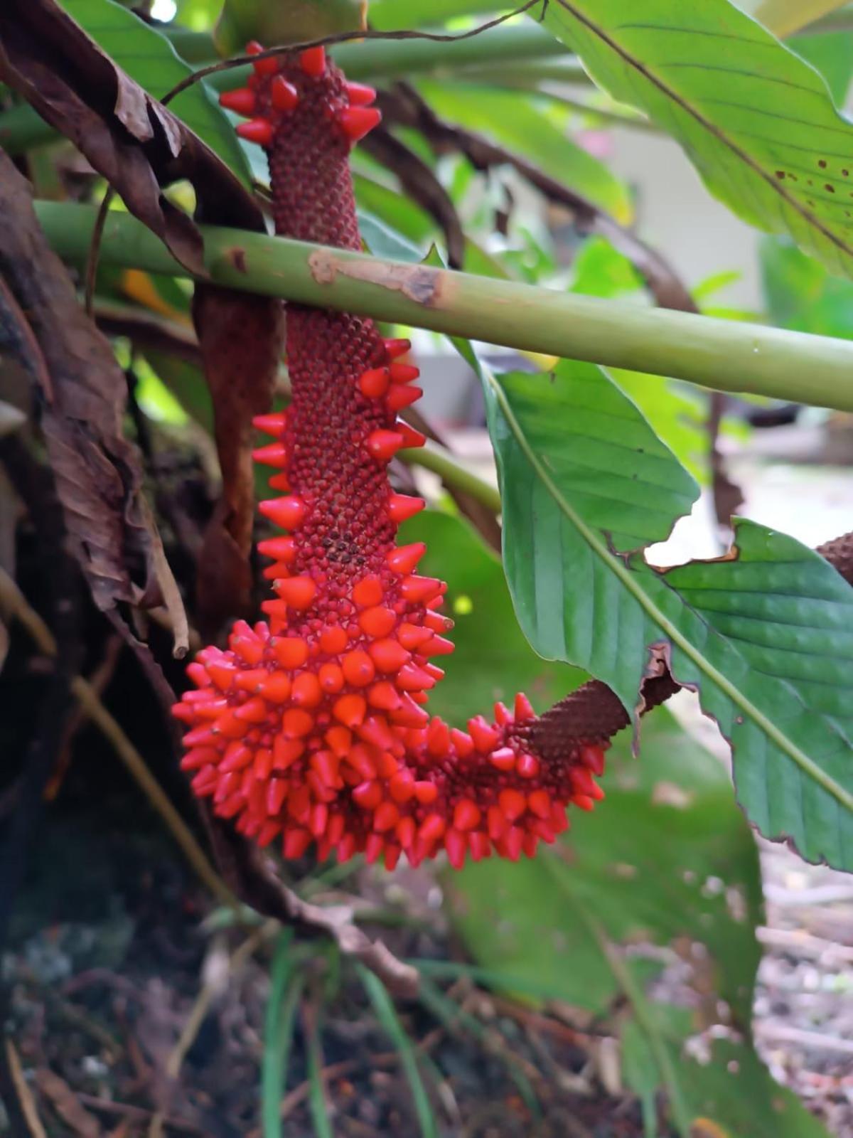 Hotel La Diosa Cahuita Eksteriør bilde