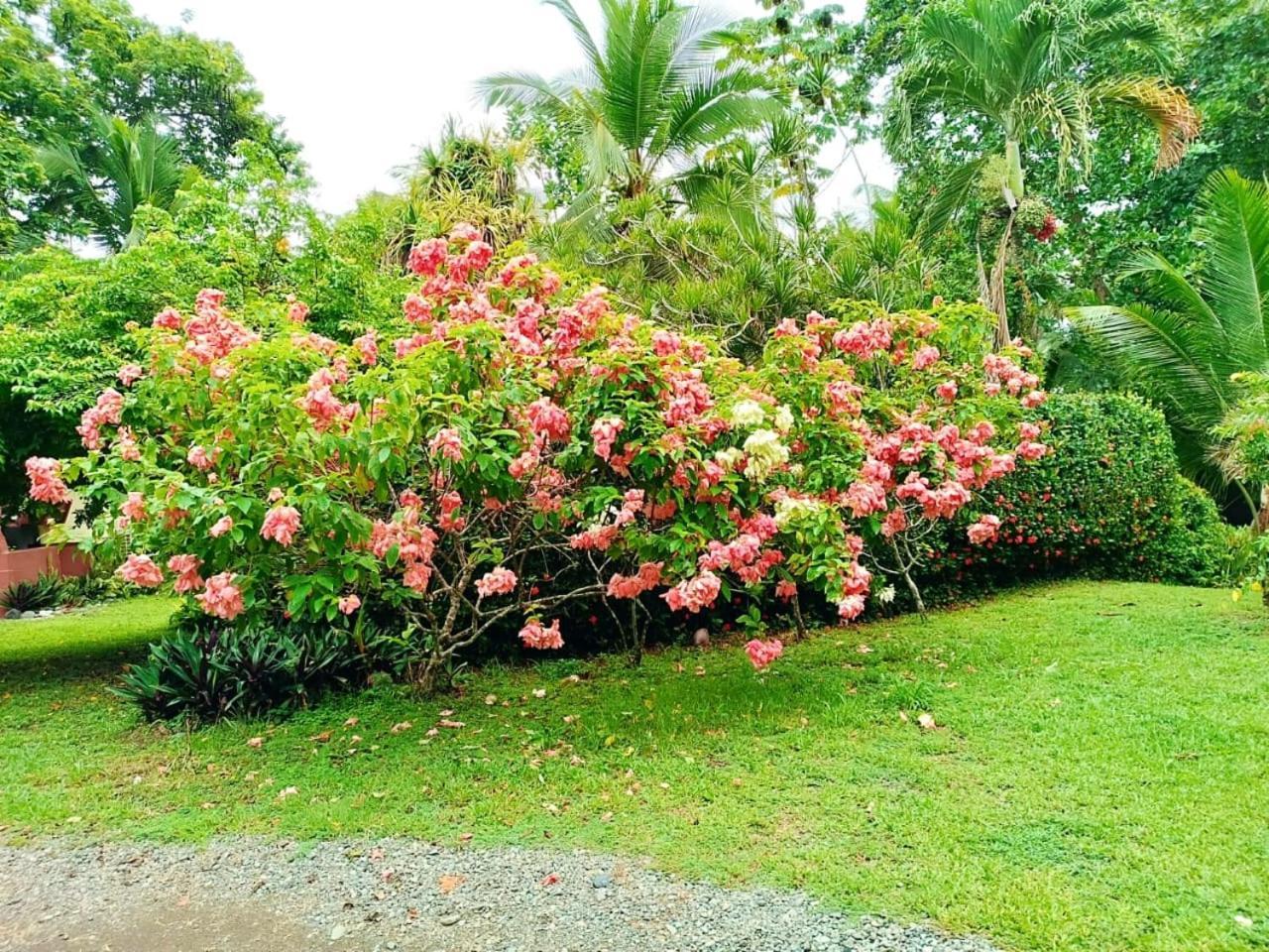 Hotel La Diosa Cahuita Eksteriør bilde