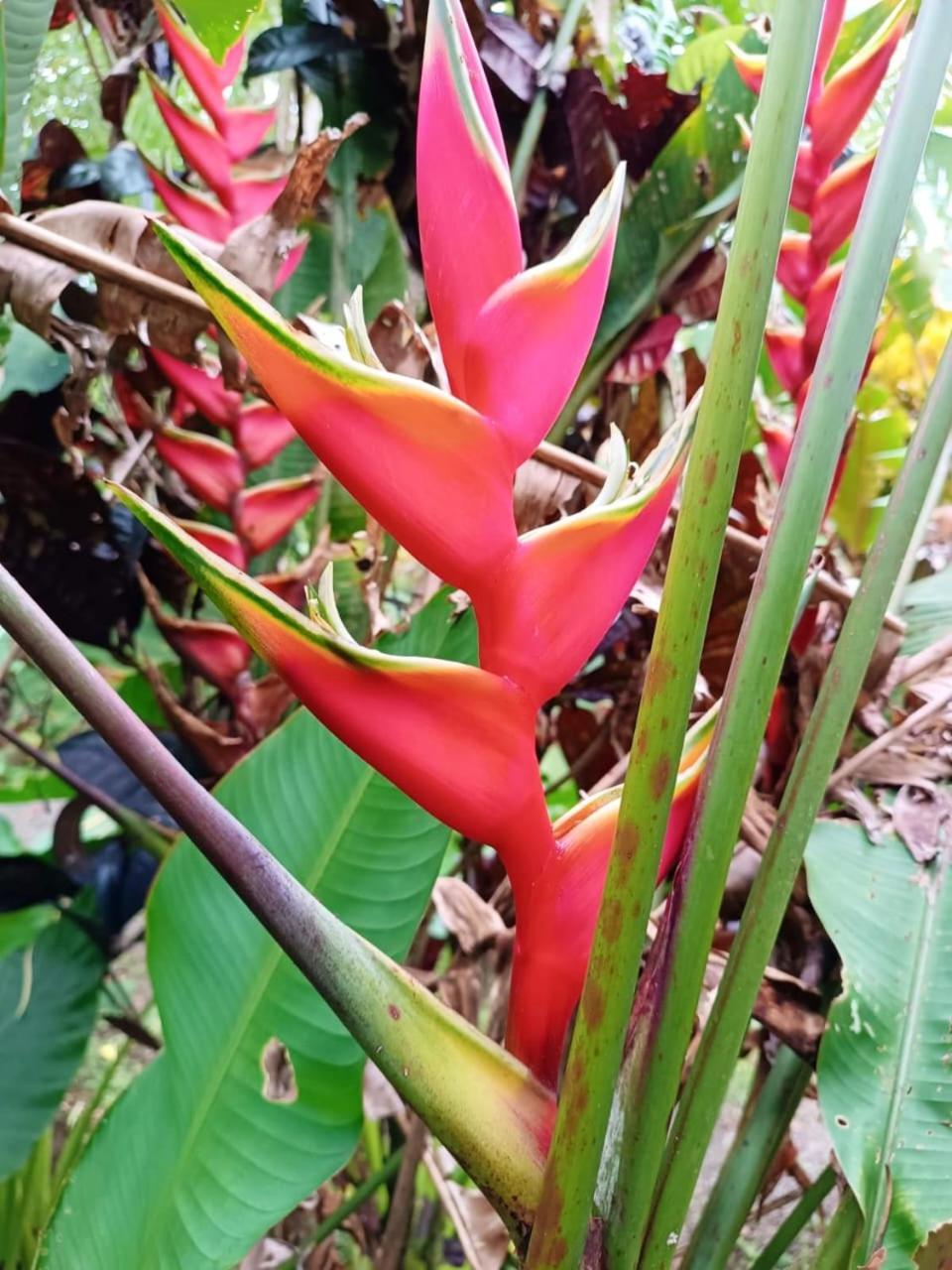 Hotel La Diosa Cahuita Eksteriør bilde