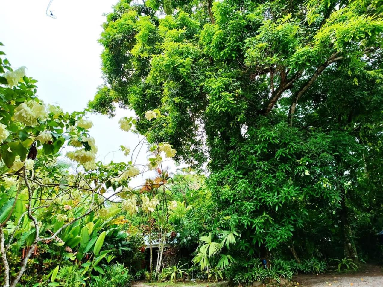 Hotel La Diosa Cahuita Eksteriør bilde