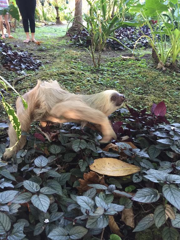 Hotel La Diosa Cahuita Eksteriør bilde